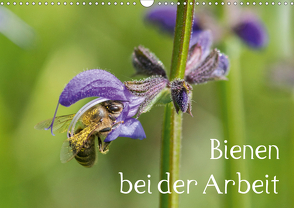 Bienen bei der Arbeit (Wandkalender 2021 DIN A3 quer) von Kropf,  Zlatko