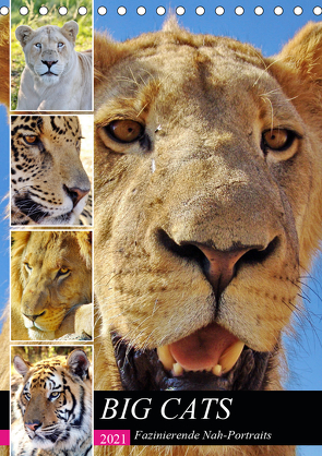 BIG CATS Fazinierende Nah-Portraits (Tischkalender 2021 DIN A5 hoch) von Fraatz,  Barbara