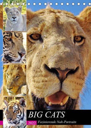 BIG CATS Fazinierende Nah-Portraits (Tischkalender 2022 DIN A5 hoch) von Fraatz,  Barbara