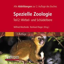 Bild-DVD, Westheide/Rieger (Hrsg), Spezielle Zoologie, Teil 2: Wirbel- oder Schädeltiere von Rieger,  Gunde, Rieger,  Reinhard M., Westheide,  Wilfried