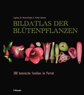 Bildatlas der Blütenpflanzen von Niebel-Lohmann,  Angela K., Niesler,  Ingeborg M.