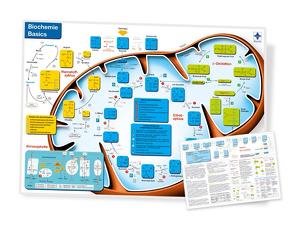 Biochemie Basics, DIN A4, laminiert von Blumentritt,  Sebastian