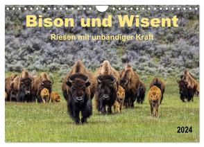 Bison und Wisent – Riesen mit unbändiger Kraft (Wandkalender 2024 DIN A4 quer), CALVENDO Monatskalender von Roder,  Peter