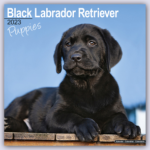 Black Labrador Puppies – Schwarze Labradorwelpen 2023 – 16-Monatskalender