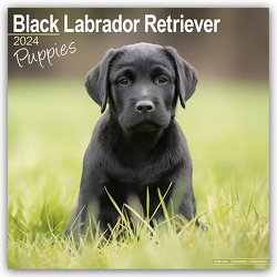 Black Labrador Puppies – Schwarze Labradorwelpen 2024 – 16-Monatskalender