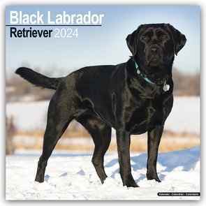 Black Labrador Retriever – Schwarzer Labrador 2024 – 16-Monatskalender