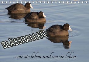 Blässrallen – wie sie leben und wo sie leben (Tischkalender 2018 DIN A5 quer) von Herbolzheimer,  Carl-Peter