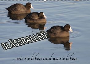 Blässrallen – wie sie leben und wo sie leben (Wandkalender 2018 DIN A2 quer) von Herbolzheimer,  Carl-Peter