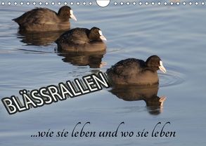 Blässrallen – wie sie leben und wo sie leben (Wandkalender 2018 DIN A4 quer) von Herbolzheimer,  Carl-Peter