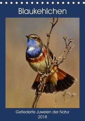 Blaukehlchen. Gefiederte Juwelen der Natur. (Tischkalender 2018 DIN A5 hoch) von Schaack,  René