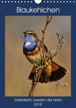 Blaukehlchen. Gefiederte Juwelen der Natur. (Wandkalender 2018 DIN A4 hoch) von Schaack,  René