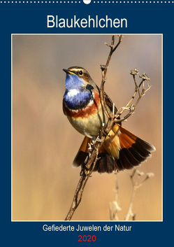 Blaukehlchen. Gefiederte Juwelen der Natur. (Wandkalender 2020 DIN A2 hoch) von Schaack,  René