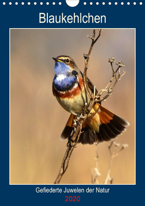 Blaukehlchen. Gefiederte Juwelen der Natur. (Wandkalender 2020 DIN A4 hoch) von Schaack,  René