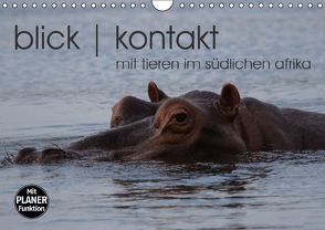 blick kontakt mit tieren im südlichen afrika (Wandkalender immerwährend DIN A4 quer) von rsiemer,  k.A.