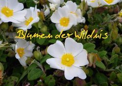 Blumen der Wildnis (Posterbuch DIN A3 quer) von Kristin von Montfort,  Gräfin