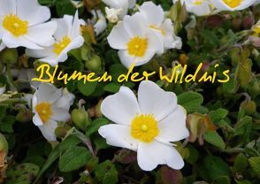 Blumen der Wildnis (Posterbuch DIN A4 quer) von Kristin von Montfort,  Gräfin