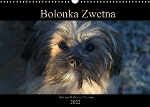 Bolonka Zwetna 2022 (Wandkalender 2022 DIN A3 quer) von Katharina Tessnow,  Antonia