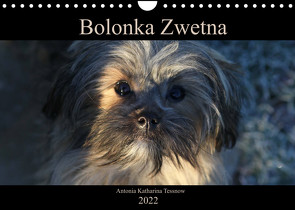 Bolonka Zwetna 2022 (Wandkalender 2022 DIN A4 quer) von Katharina Tessnow,  Antonia