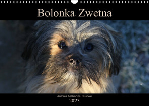 Bolonka Zwetna 2023 (Wandkalender 2023 DIN A3 quer) von Katharina Tessnow,  Antonia