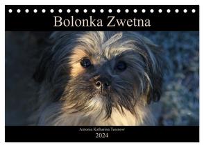 Bolonka Zwetna 2024 (Tischkalender 2024 DIN A5 quer), CALVENDO Monatskalender von Katharina Tessnow,  Antonia