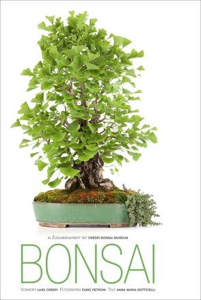 Bonsai von Botticelli,  Annamaria, Petroni,  Fabio