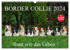 Border Collie 2024 (Wandkalender 2024 DIN A3 quer), CALVENDO Monatskalender von Starick,  Sigrid