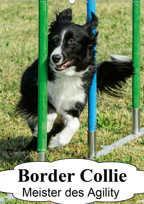 Border Collie Meister des Agility (Wandkalender 2021 DIN A2 hoch) von homwico