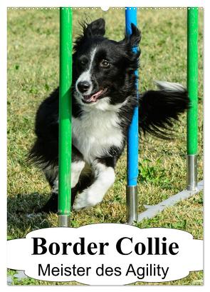 Border Collie Meister des Agility (Wandkalender 2024 DIN A2 hoch), CALVENDO Monatskalender von homwico,  homwico