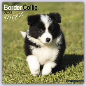 Border Collie Puppies – Border Collie Welpen 2023 – 16-Monatskalender