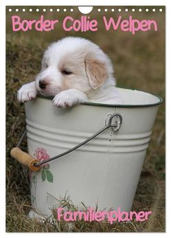 Border Collie Welpen – Familienplaner (Wandkalender 2024 DIN A4 hoch), CALVENDO Monatskalender von Lindert-Rottke,  Antje