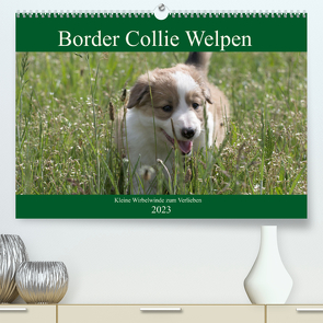 Border Collie Welpen – Kleine Wirbelwinde zum Verlieben (Premium, hochwertiger DIN A2 Wandkalender 2023, Kunstdruck in Hochglanz) von Neitmann,  Volko