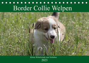 Border Collie Welpen – Kleine Wirbelwinde zum Verlieben (Tischkalender 2023 DIN A5 quer) von Neitmann,  Volko