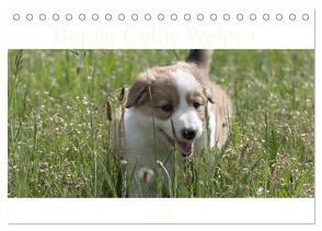 Border Collie Welpen – Kleine Wirbelwinde zum Verlieben (Tischkalender 2024 DIN A5 quer), CALVENDO Monatskalender von Neitmann,  Volko