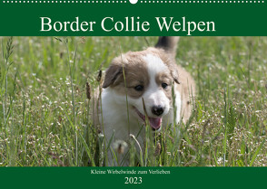 Border Collie Welpen – Kleine Wirbelwinde zum Verlieben (Wandkalender 2023 DIN A2 quer) von Neitmann,  Volko