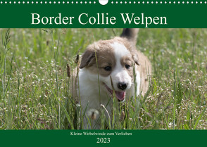 Border Collie Welpen – Kleine Wirbelwinde zum Verlieben (Wandkalender 2023 DIN A3 quer) von Neitmann,  Volko