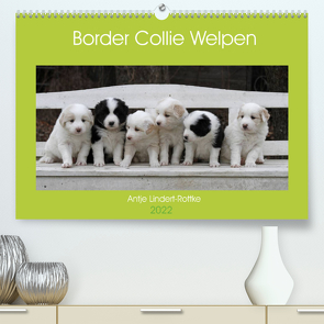 Border Collie Welpen (Premium, hochwertiger DIN A2 Wandkalender 2022, Kunstdruck in Hochglanz) von Lindert-Rottke,  Antje