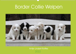 Border Collie Welpen (Wandkalender 2022 DIN A2 quer) von Lindert-Rottke,  Antje