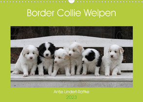 Border Collie Welpen (Wandkalender 2023 DIN A3 quer) von Lindert-Rottke,  Antje