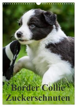 Border Collie Zuckerschnuten (Wandkalender 2024 DIN A3 hoch), CALVENDO Monatskalender von Mayer,  Andrea