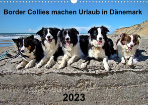 Border Collies machen Urlaub in Dänemark (Wandkalender 2023 DIN A3 quer) von Busch,  Eva