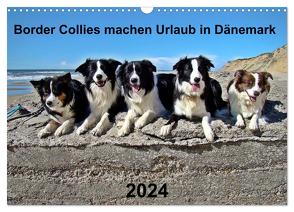 Border Collies machen Urlaub in Dänemark (Wandkalender 2024 DIN A3 quer), CALVENDO Monatskalender von Busch,  Eva