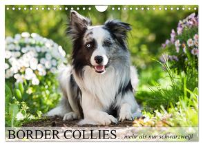 Border Collies – nicht nur schwarzweiß (Wandkalender 2024 DIN A4 quer), CALVENDO Monatskalender von Kiener - DoraZett,  Judith