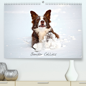 Border Collies (Premium, hochwertiger DIN A2 Wandkalender 2022, Kunstdruck in Hochglanz) von Greiling,  Hermann