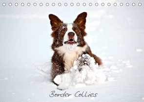 Border Collies (Tischkalender 2023 DIN A5 quer) von Greiling,  Hermann