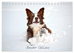 Border Collies (Tischkalender 2024 DIN A5 quer), CALVENDO Monatskalender von Greiling,  Hermann