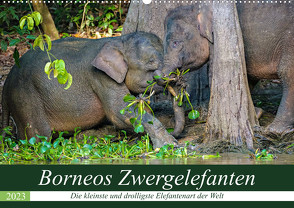 Borneos Zwergelefanten (Wandkalender 2023 DIN A2 quer) von Wünsche,  Arne