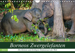 Borneos Zwergelefanten (Wandkalender 2023 DIN A4 quer) von Wünsche,  Arne