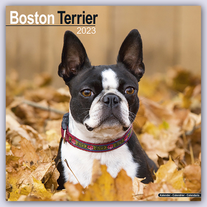 Boston Terrier 2023 – 16-Monatskalender