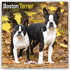 Boston Terrier 2024 – 16-Monatskalender