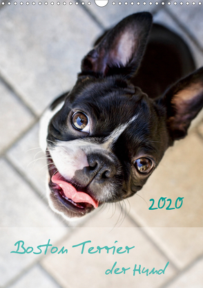 Boston Terrier der Hund 2020 (Wandkalender 2020 DIN A3 hoch) von Schwarz,  Nailia